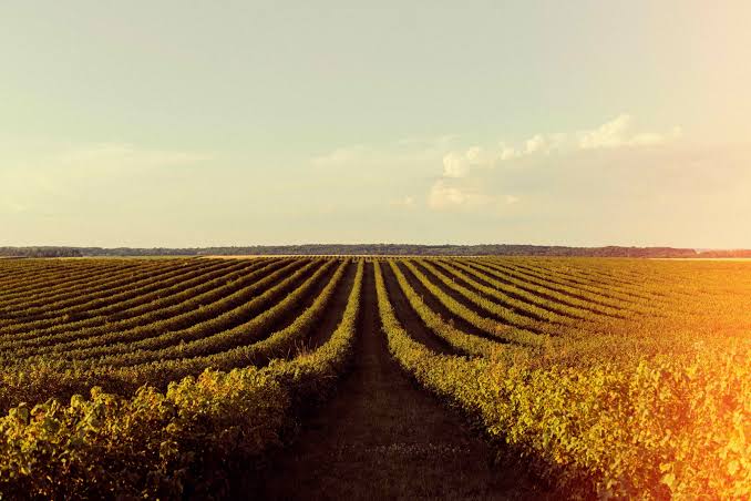 Juiz concede crédito de PIS/Cofins a empresa do agro após mudanças da LC 224/2025